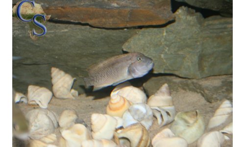 Telmatochromis burgeoni